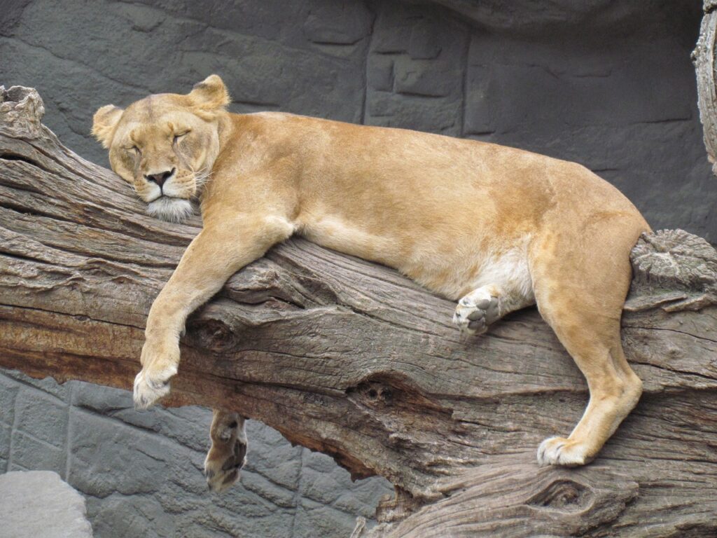 lion, siesta, quiet-3805041.jpg